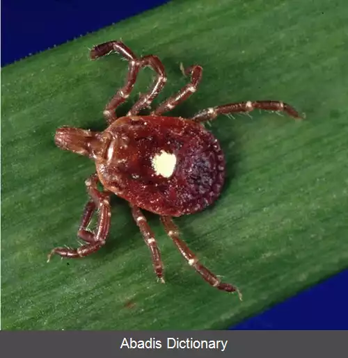 عکس کنه تگزاسی