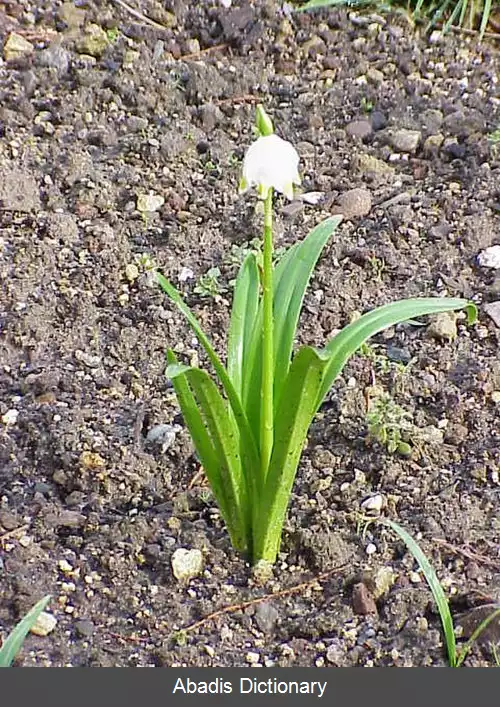 عکس دانه برفی بهاری