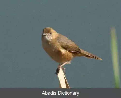 عکس سبدنشین سرخ چهره