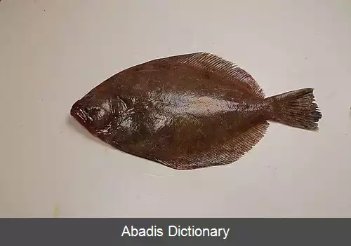 عکس کفشک مکزیکی