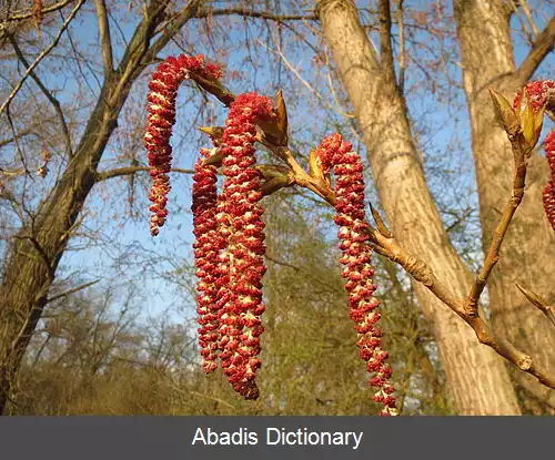 عکس صنوبر کانادایی