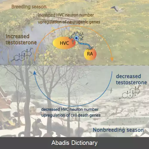 عکس نورون زایی بالغان در پرندگان آوازخوان