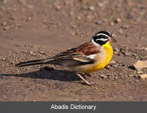 عکس زردپره سینه طلایی