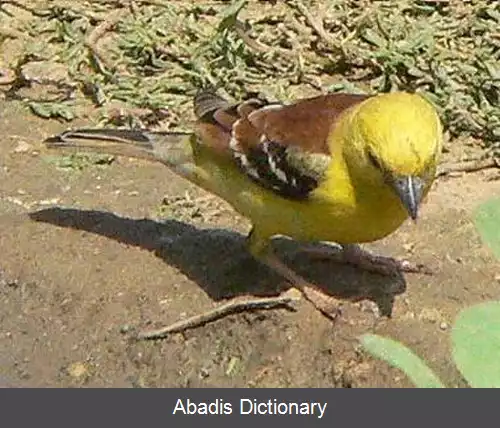 عکس گنجشک طلایی سودان