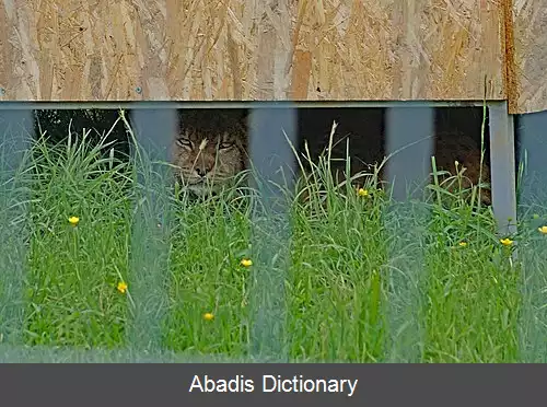 عکس سیاهگوش بالکان