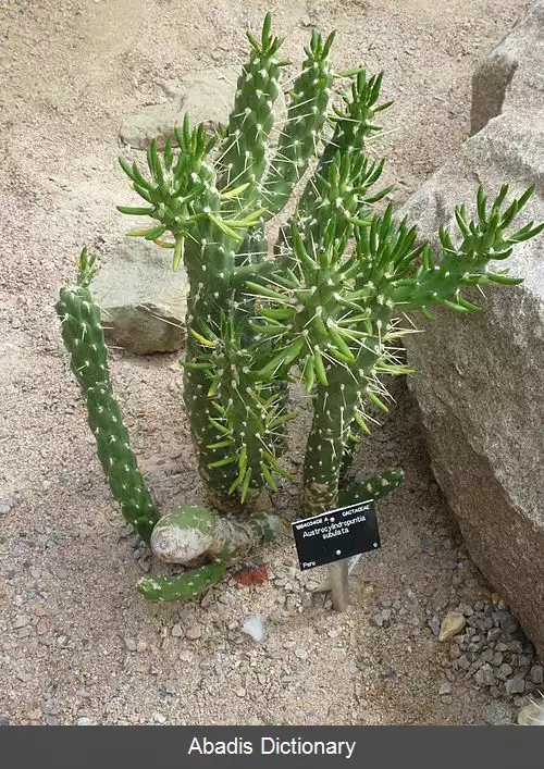 عکس کاکتوس های ستونی جنوبی