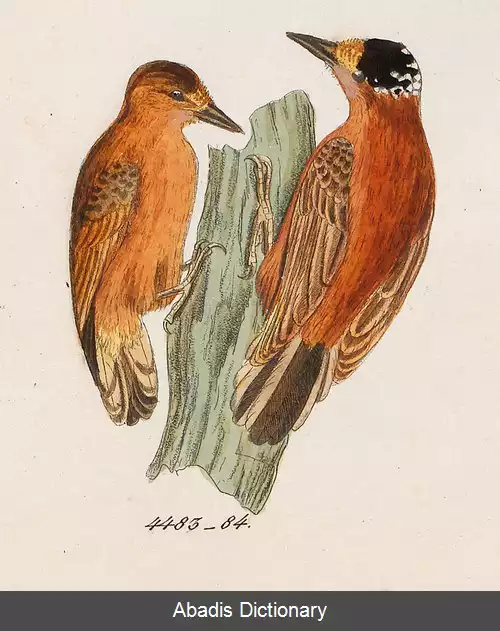 عکس دارشکنک بلوطی