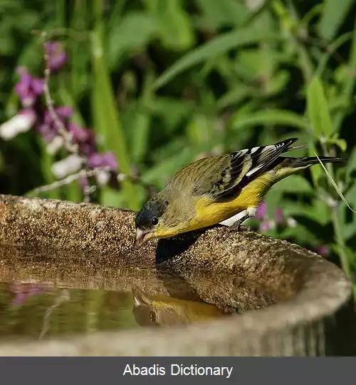 عکس سهره طلایی کوچک