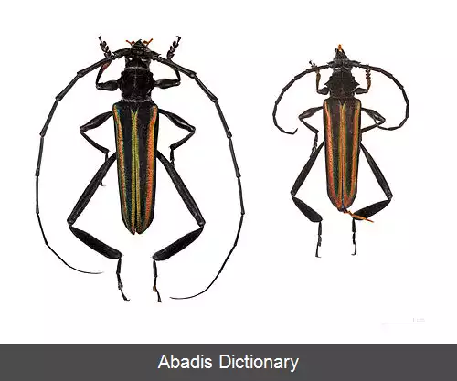 عکس زیبارنگ موطلایی