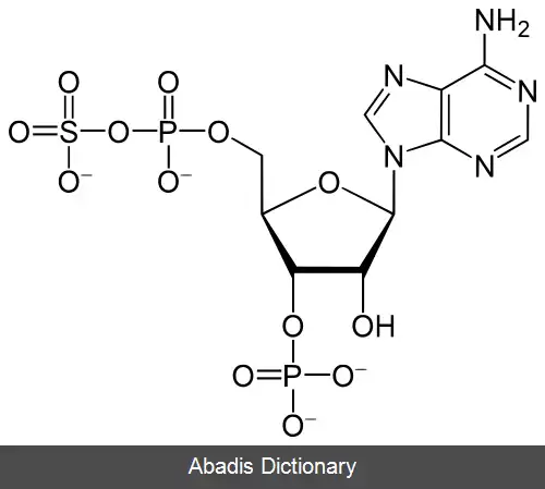 عکس فسفودنوسین ۵ فسفوسولفات ۳