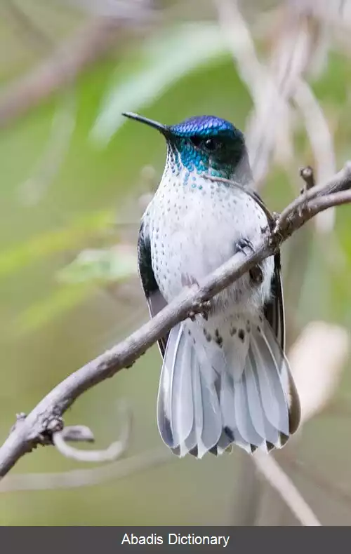 عکس آذرتاج