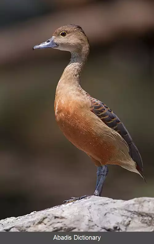 عکس اردک سوت زن هندی