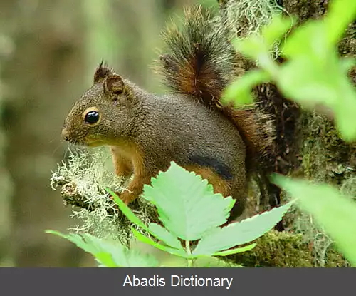 عکس سنجاب کوتوله آمریکای مرکزی