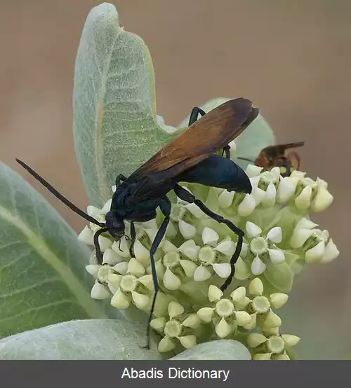 عکس زنبور رتیل خوار