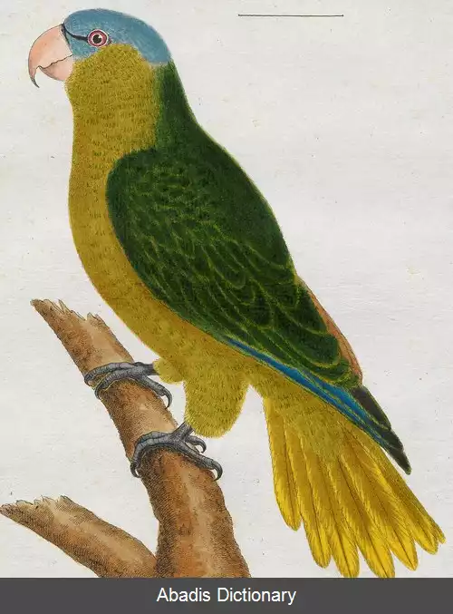 عکس طوطی چشم گوشه سیاه