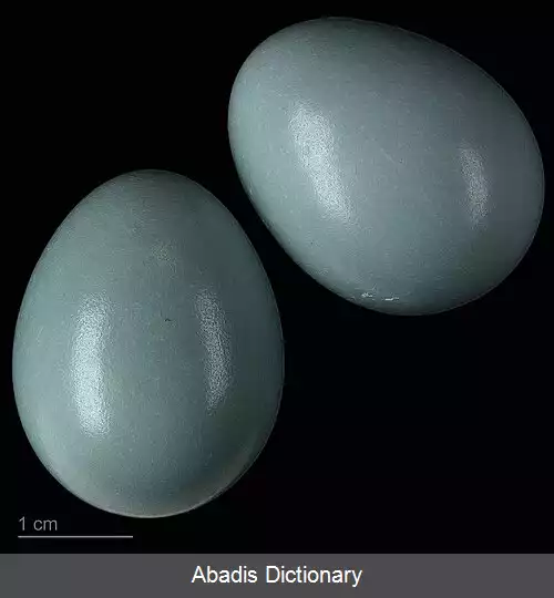 عکس سینه سرخ آمریکایی