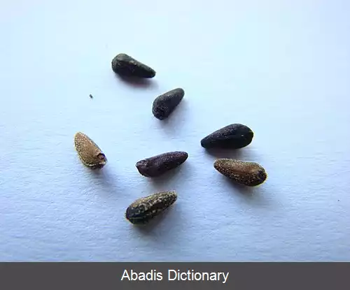 عکس سرو تاک