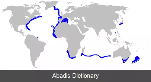 عکس سگ ماهی پرتغالی