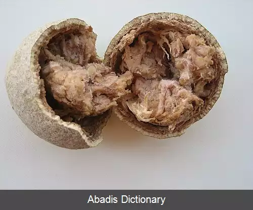 عکس سیب چوبی