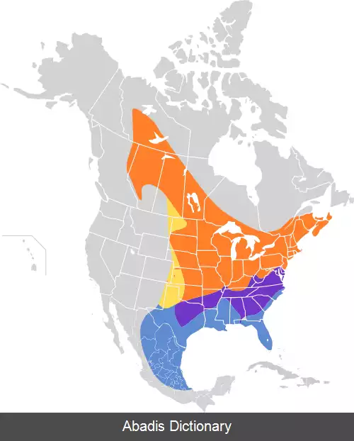 عکس دم تکان شرقی