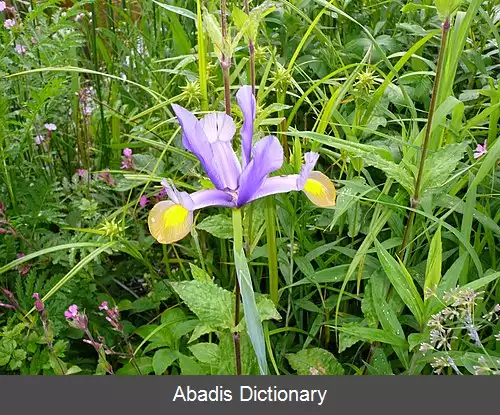 عکس زنبق اسپانیایی