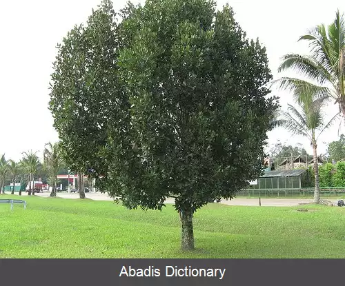 عکس زیبابرگان