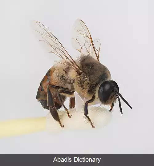 عکس زنبور عسل نر