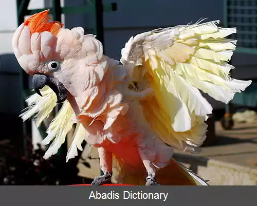 عکس قیچی کردن بال