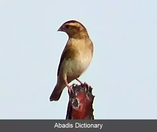 عکس نیلی مرغ دهکده