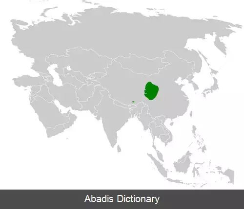 عکس چرخ ریسک ابروسفید