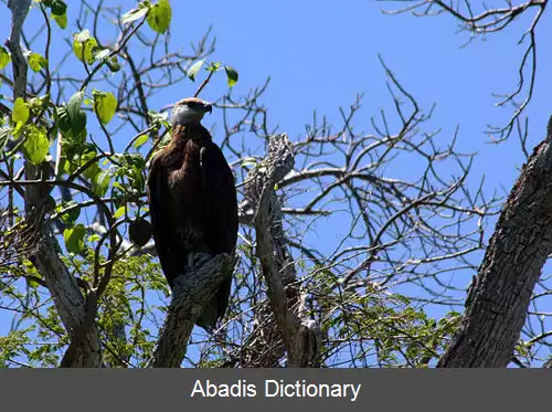 عکس عقاب دریایی ماداگاسکاری