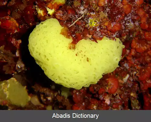 عکس اسفنج آهکی زرد