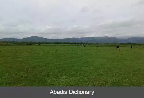 عکس ارچوان