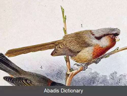 عکس طوطی نوک پرزوالسکی