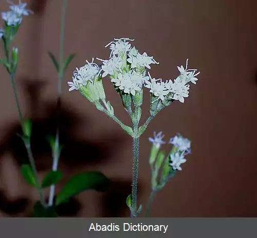 عکس استیویا