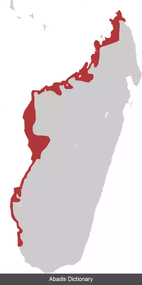 عکس خوتکای ماداگاسکار
