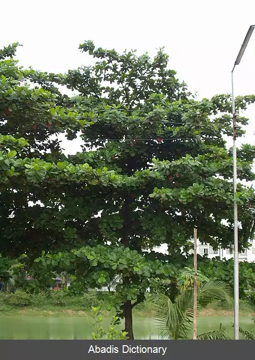 عکس درخت لوز
