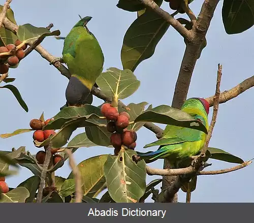 عکس طوطی سرآلویی