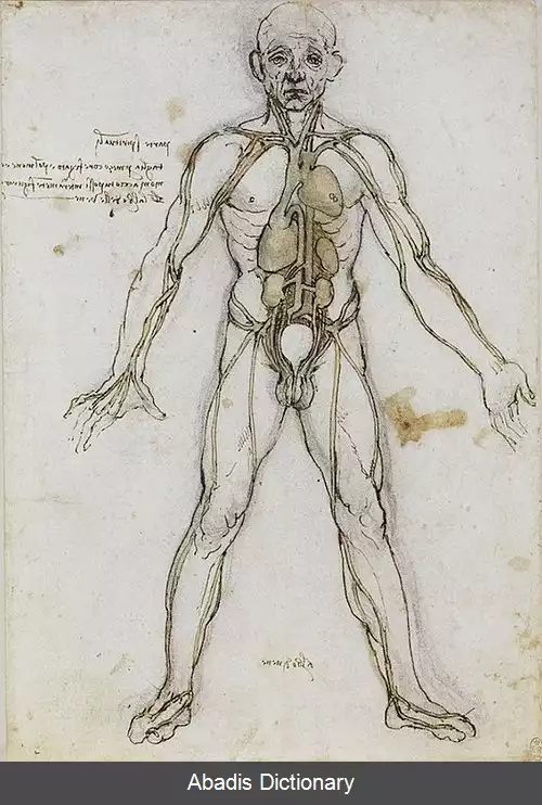 عکس کالبدشناسی بدن انسان