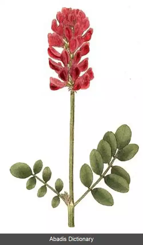 عکس اسپرسی (سرده)