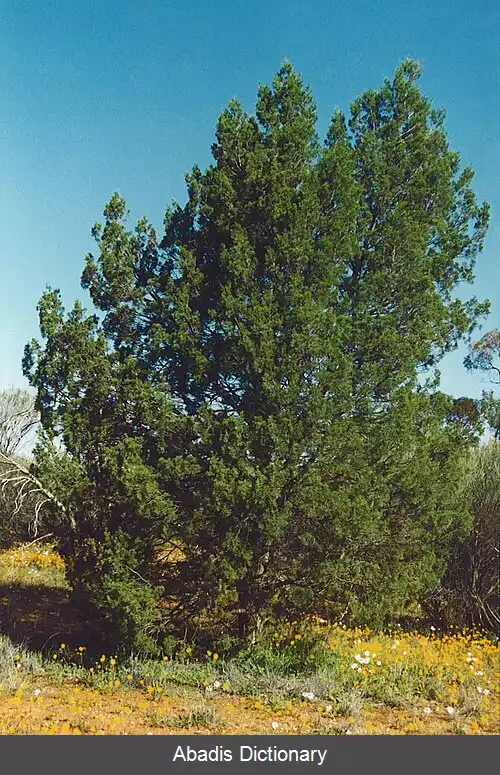 عکس سروکاج سفید