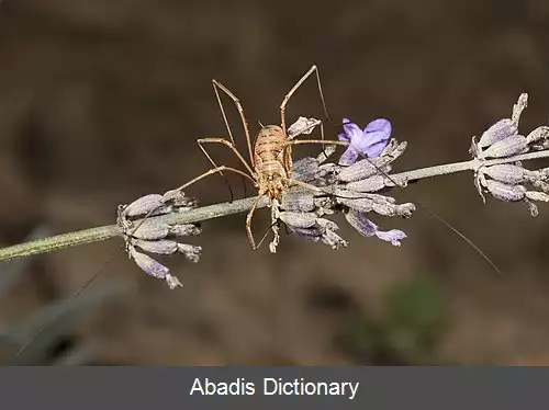 عکس عنکبوت خرمن