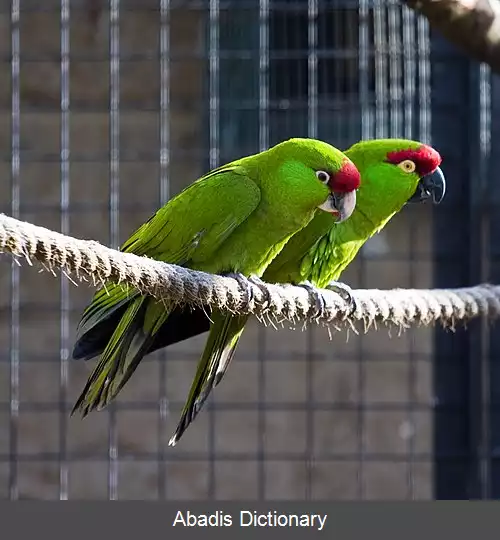 عکس طوطی نوک کلفت