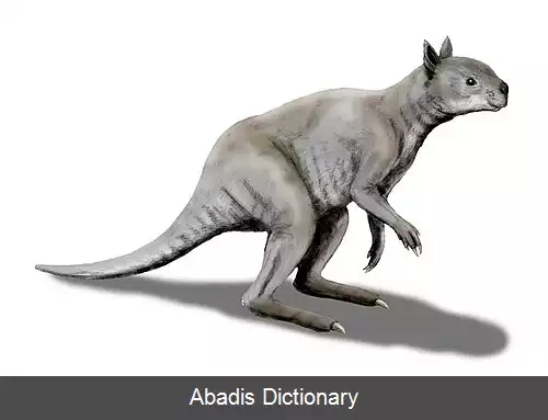 عکس استواردم