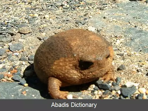 عکس قورباغه بارانی دماغه