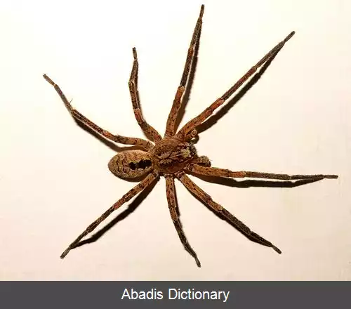 عکس عنکبوت گرگی اسپینیمانا
