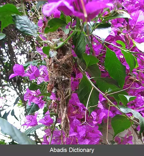 عکس خوش نوای گلوسفید