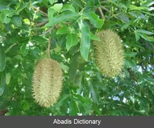 عکس فلیندرسیا