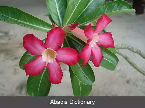 عکس رز صحرایی