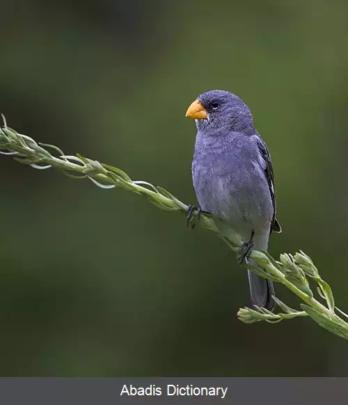 عکس دانه خوار تروپیرو